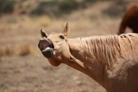 Manada de yeguas y potrillos