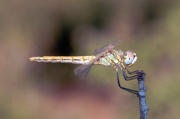 dragonfly