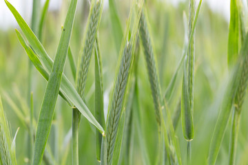 Detail of the young green Rye Spike
