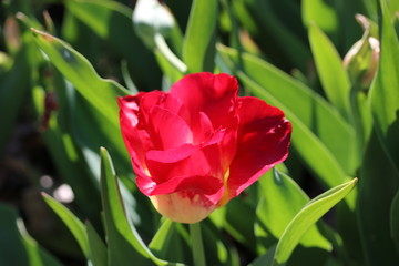 Wunderschöne geöffnete, pinke Tulpe im Sonnenlicht