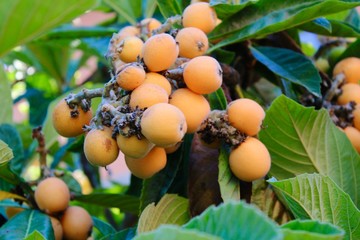 loquat fruit (Eriobotrya japonica) on loquat plant