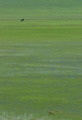 wildebeest on the flooded green grassland ngorongoro national park conservation area wet season