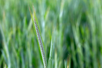 Detail of the young green Rye Spike