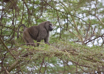 wild african baboon on the branch of acacia tree 