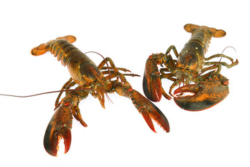 live lobster isolated on white background