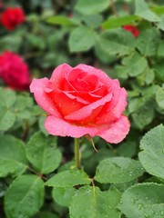 Obraz premium Pink Rose flower with raindrops. Nature.