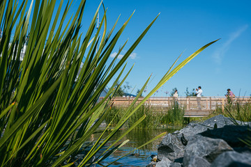 Green, fluffy reed Bush next to a large boulder in a pond, in a Park against the background of a wooden bridge with people walking. Blue sky in the background. Selective focus macro shot with shallow