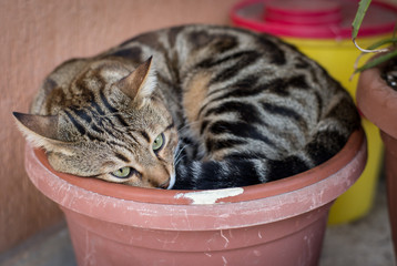 cat in a pot