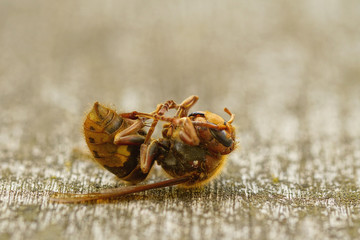 Dead Hornet lying on its back on a wooden table
