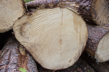 Detail of the annual rings of a cut tree