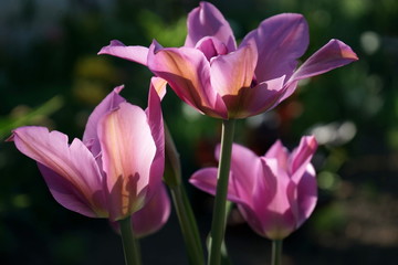Fototapeta na wymiar Plant background. Tulips in the garden.