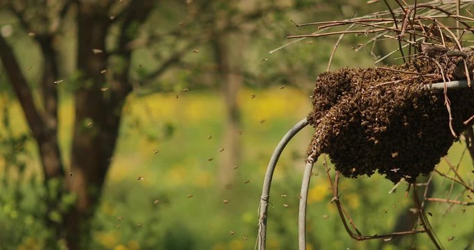 
a swarm of bees flew out of the hive and sat on the grapes