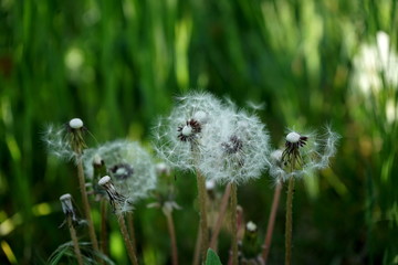 Plant background. Dandelions in the meadow.