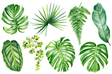 Jungle botanische aquarel illustraties, florale elementen. tropische planten, palmbladeren, monstera, calathea, strelitzia, varens en andere. Tropische bladeren set