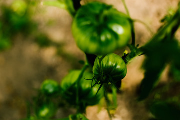 Green cucumbers on the bush. Seasonal vegetable. Background