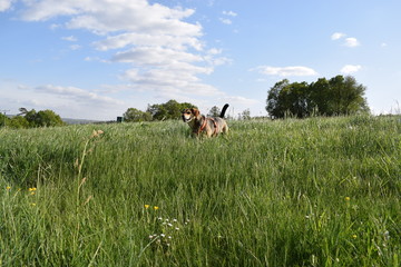 Hund spielt auf einer Wiese in der Eifel