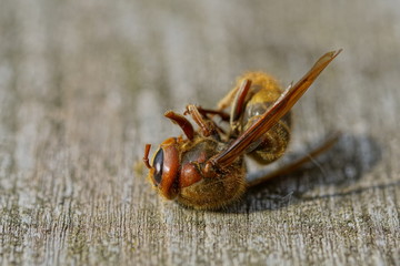 Dead Hornet on a Garden Table