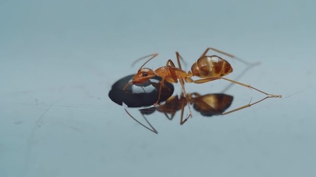 Red ant drinks from a drop of water on a light smooth background. one ant close up