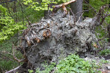 Detail of an uprooted tree with roots and clay