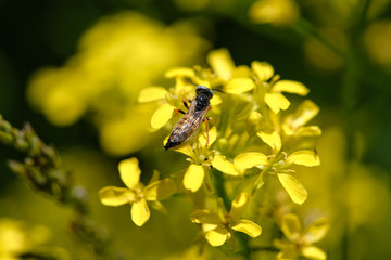 flower fly pretending a bee on yellow flowers