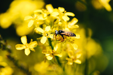 bee on yellow flower