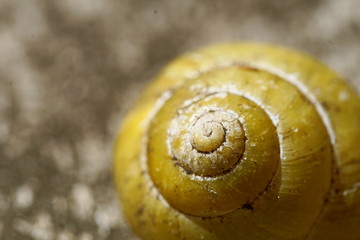 Closeup of Snail Shell