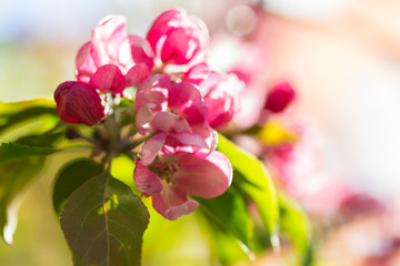 Fototapeta na wymiar Flowering apple gardens on a sunny day. Pink and raspberry flowers and buds on the tree. Spring seasons of blossoming