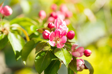 Flowering apple gardens on a sunny day. Pink and raspberry flowers and buds on the tree. Spring seasons of blossoming