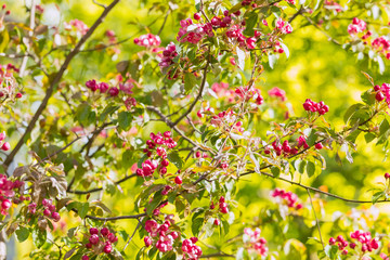 Obraz premium Flowering apple gardens on a sunny day. Pink and raspberry flowers and buds on the tree. Spring seasons of blossoming