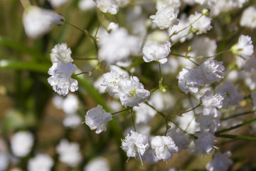 White gypsophila on the green background