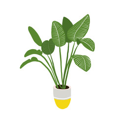 vector illustration of house plant on white background. 