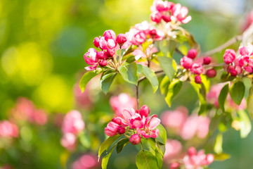 Flowering apple gardens on a sunny day. Pink and raspberry flowers and buds on the tree. Spring seasons of blossoming