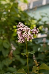 Close-up of lilac branches on a green background