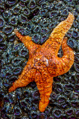 Orange sea star on anemones