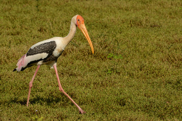 Painted stork (Mycteria leucocephala) pacing across the wetlands at Udawalawe National Park, Sri Lanka
