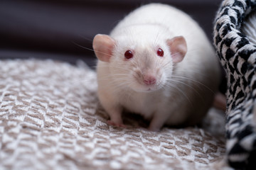 White pet rat