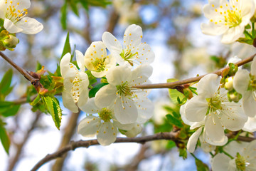 White cherry blossoms on a branch against a blue sky