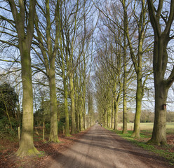 Lane with beech trees. Maatschappij van Weldadigheid Frederiksoord. Drenthe Netherlands