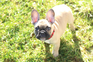 Fototapeta premium Bouledogue Francese sull'erba cucciolo 