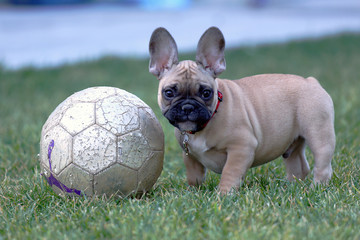 Fototapeta premium Bouledogue francese cucciolo con pallone 