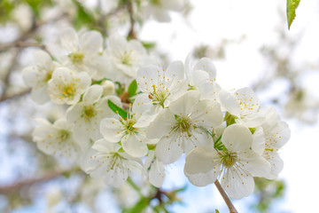 White cherry blossoms on a branch against a blue sky