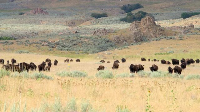 Many herd of bison grazing on grass walking panning by flowers on Antelope Island State Park near Great Salt Lake City in Utah, USA