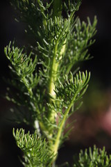 Scentless false mayweed leaves ( Tripleurospermum inodorum ) with green thin pinnately lobed blades