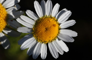 Fototapeta premium Scentless false mayweed blossom ( Tripleurospermum inodorum ) with ligulate and disc florets in bloom
