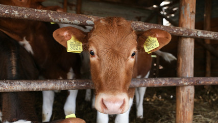 cows in stable