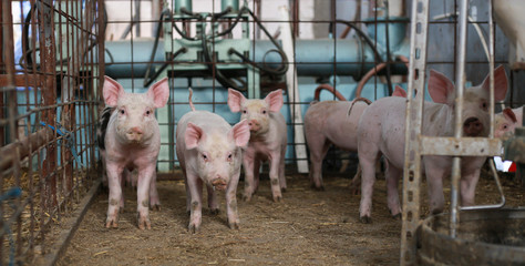 pigs in a farm