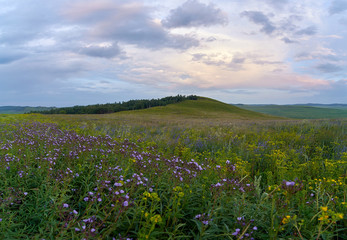 Fields of flowering grass under the evening sky. Zabaykalsky Krai. Russia.