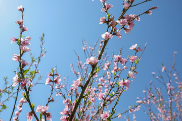 Spring Pink Flowers Blooming Peach Tree on Bright Blue Sky Background.Nature wallpaper