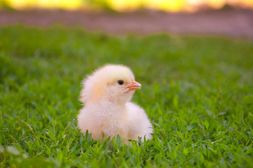 Little cute yellow baby chicken standing in the grass