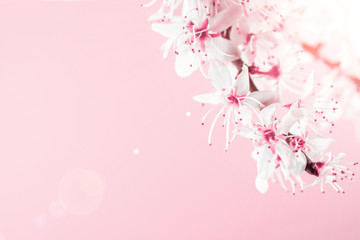 May flowers. Spring blossom and April floral nature on pink background. Beautiful scene with blooming tree. Easter Sunny day. Orchard abstract blurred background. Springtime.